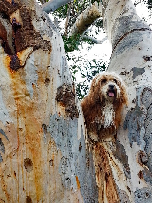 S im Baum500