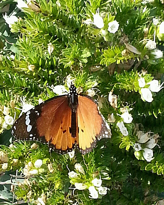 Schmetterling