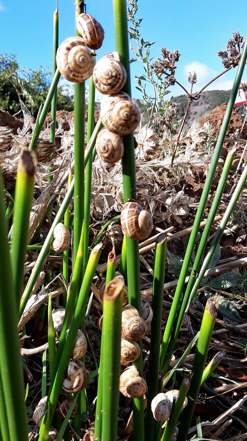 Schnecken500