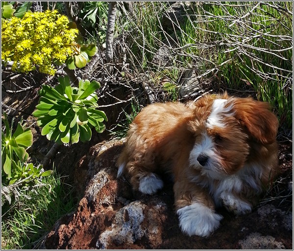 Simba-003 Simba-003