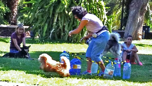 Simba Jad Dog500