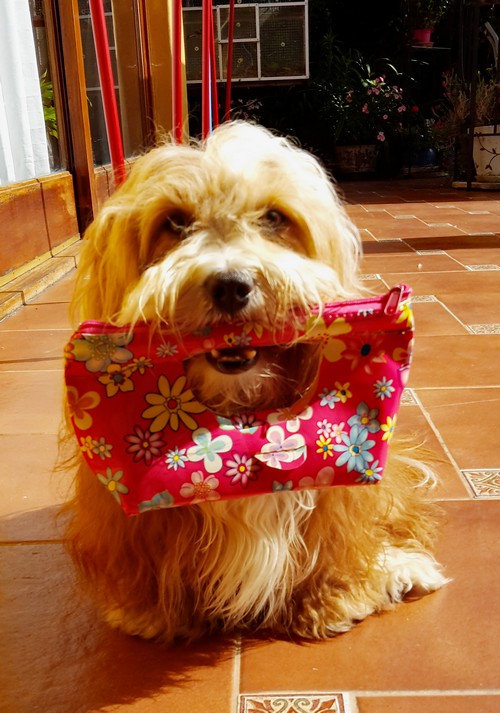 Simba h�lt Tasche500