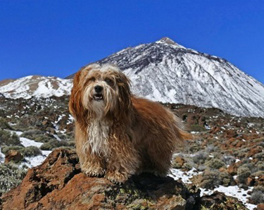 Simba vor Teide