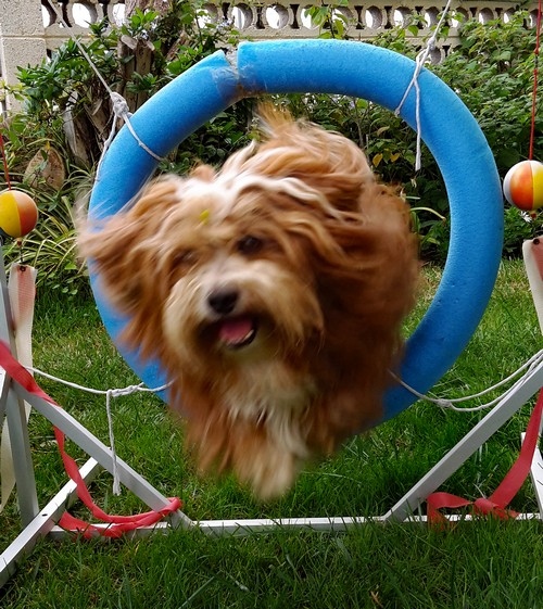 Sprung Simba500
