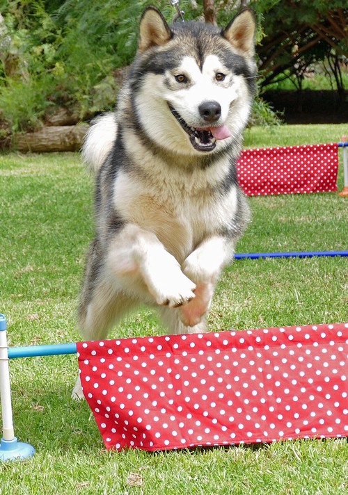 Sprung keiko500