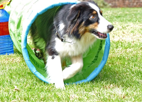 Tunnel Gracie500