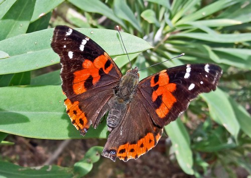Vanessa vulcania 500