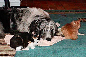 Yogi, Milli und Turbo