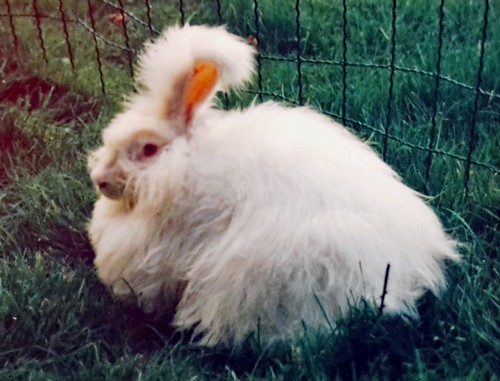 angora 2500