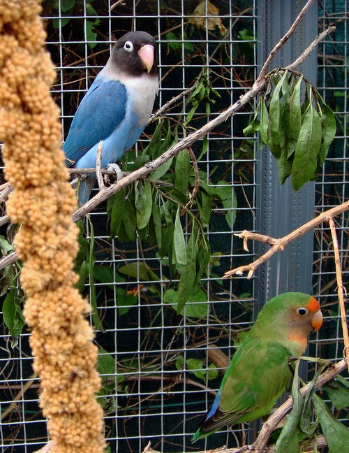 b Azulo und Tschilpi500