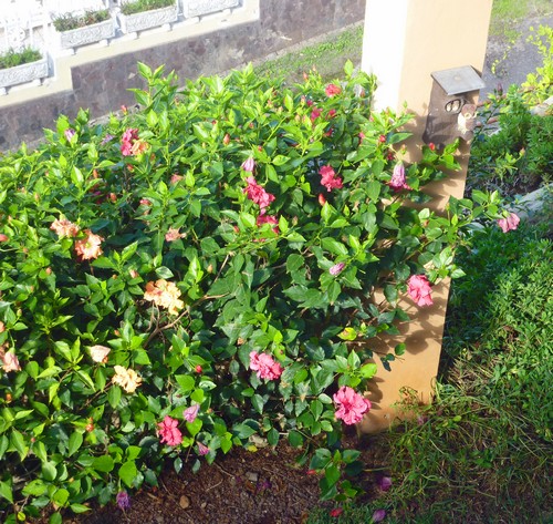 b Hibiscus Dez500