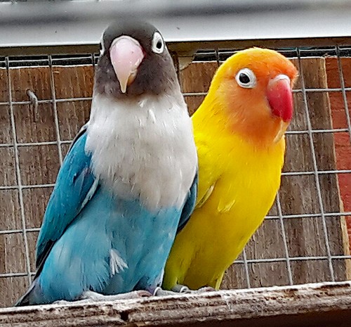 blaugelb500