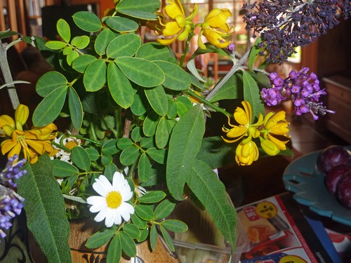 gartenstrauss500