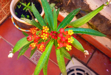 neuPflanze f�r Monarch-Schmetterling500