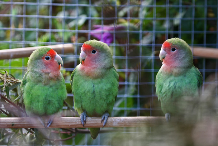 pieper