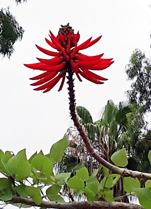 rote Blume500