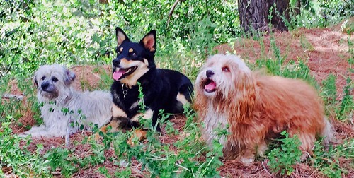 simba, roxie und Kessie500