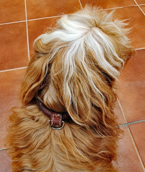simba mit halsband500