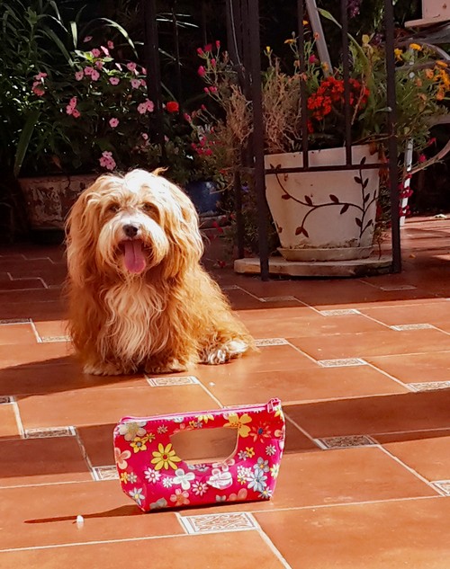 simba vor Tasche500